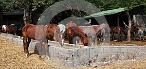Stable Horses photo