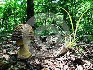 A stable mushroom dominates the forest photo