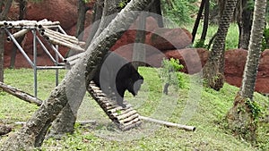 Stable shot of a black bear family in Great Smoky Mountains National Park.  A big black bear in a daze one of the top ten zoos