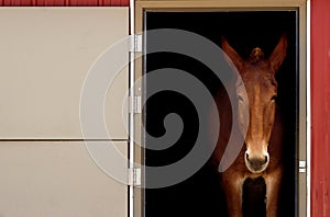 Stabled Horse