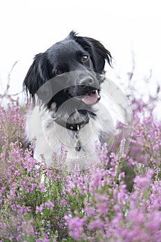 Stabyhoun or Frisian Pointing Dog sitting in a heather field in bloom photo