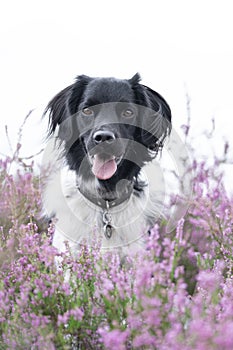 Stabyhoun or Frisian Pointing Dog sitting in a heather field in bloom photo
