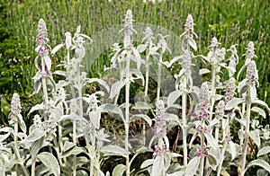 Stachis plant Woolly - Ovine ears - Chistets Byzantine