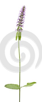 Stachys