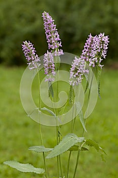 Stachys
