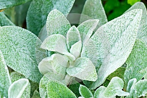 Stachys byzantina Beautiful interesting flower