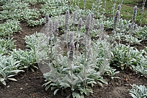 Stachys byzantina with flower spikes in June