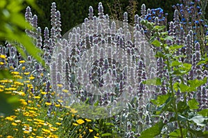 Stachys byzantina photo