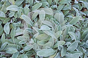 Stachys byzantina hairy foliage