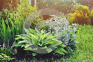 Stachys byzantina Lamb Ears planted in flowerbed with hostas and other perennial in summer garden photo
