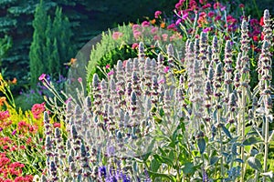 Stachys byzantina (Lamb\'s Ears) flower in the summer garden photo