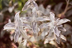 Stachys byzantina photo