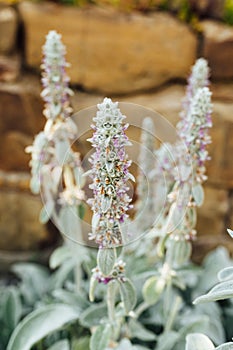 The Stachys byzantina plant is covered with silky-lanate hairs