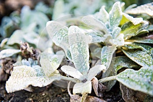 Stachys Byzantina, Lamb`s-ear