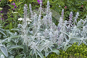 Stachys byzantina or Stachys olympica