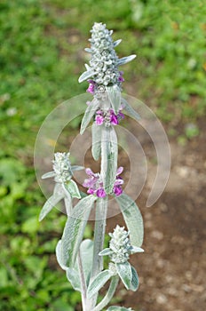 Stachys byzantine lat. Stachys byzantina, or stahis woolly blooms in the gardenp