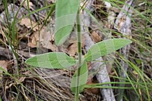 Stachys cretica subsp. cassia, Lamiaceae.