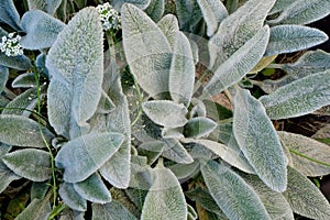 Stachys lanata, stachys olympica or young leaves of lamb's ear plants. Natural background