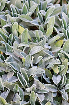 Stachys lanata, stachys olympica or young leaves of lamb`s ear plants. Natural background. Vertical photo