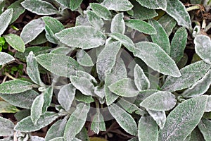 Stachys leaves background
