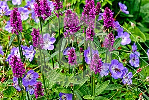 Stachys monnieri Hummelo and Geranium robertianum, commonly known as Herb-Robert