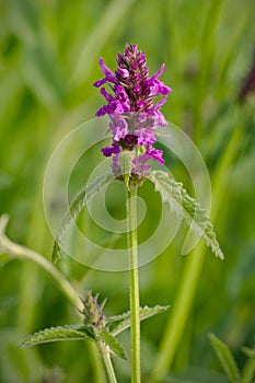 Stachys officinalis
