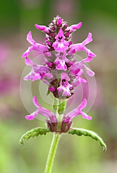 Stachys officinalis