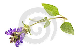 Stachys officinalis in studio