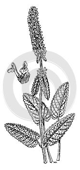 Stachys Officinalis vintage illustration