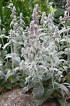 Stachys over a stone.