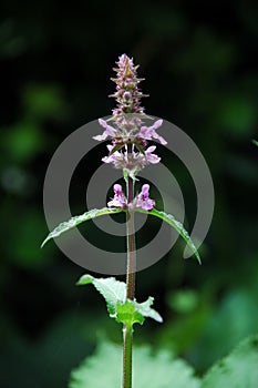 Stachys palustris