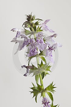 Stachys palustris flowers