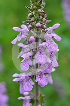 Stachys palustris grows among grasses in nature