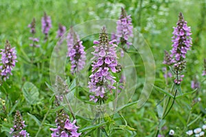 Stachys palustris grows among grasses in nature