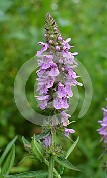 Stachys palustris grows among grasses in nature