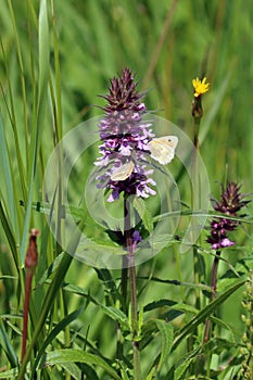 Stachys palustris. Marsh betony during flowering in the Altai in Russia