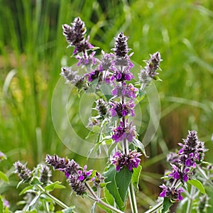 Stachys persica, aa ornamental plant lambs ears