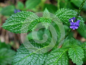 Stachytarpheta cayennensis, exotic wild plant