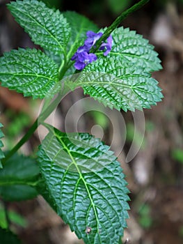 Stachytarpheta cayennensis, exotic wild plant