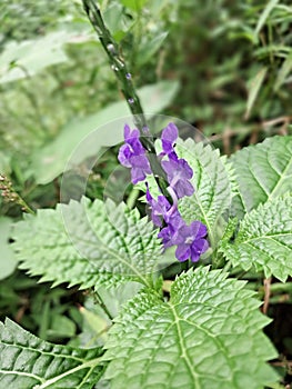 Stachytarpheta indica is an upright terrestrial subshrub that produces stalkless blue flowers on slender terminal spikes.