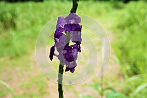 Stachytarpheta jamaicensis - blossoms of the purple potterweed photo