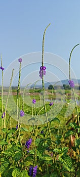 Stachytarpheta jamaicensis flower photo