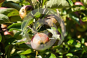 Apple scab disease photo