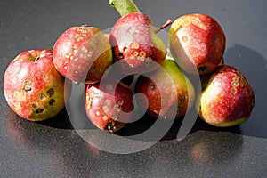 Apple scab disease