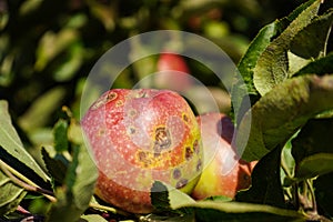 Apple scab disease