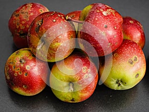 Apple scab disease photo