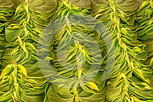 Stack Of Betel Leaves