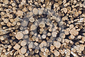 Stack of birch tree logs