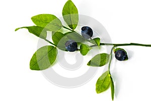 Stack of blueberries isolated on white with clipping path