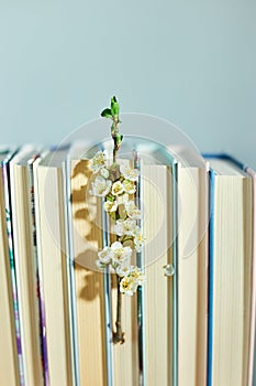 Stack of books with branch flowers, World book day